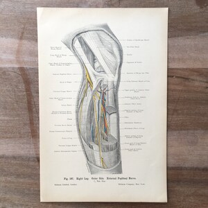 1906 Original Antique Medical Print, Human body structure, Leg and knee illustration, Anatomy engraving, Medical Wall Art