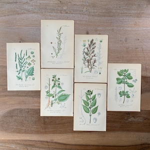 1882 Lithographie botanique antique Ensemble de 6 | tirages de plantes médicinales vintage | Art mural d’illustrations botaniques minimalistes