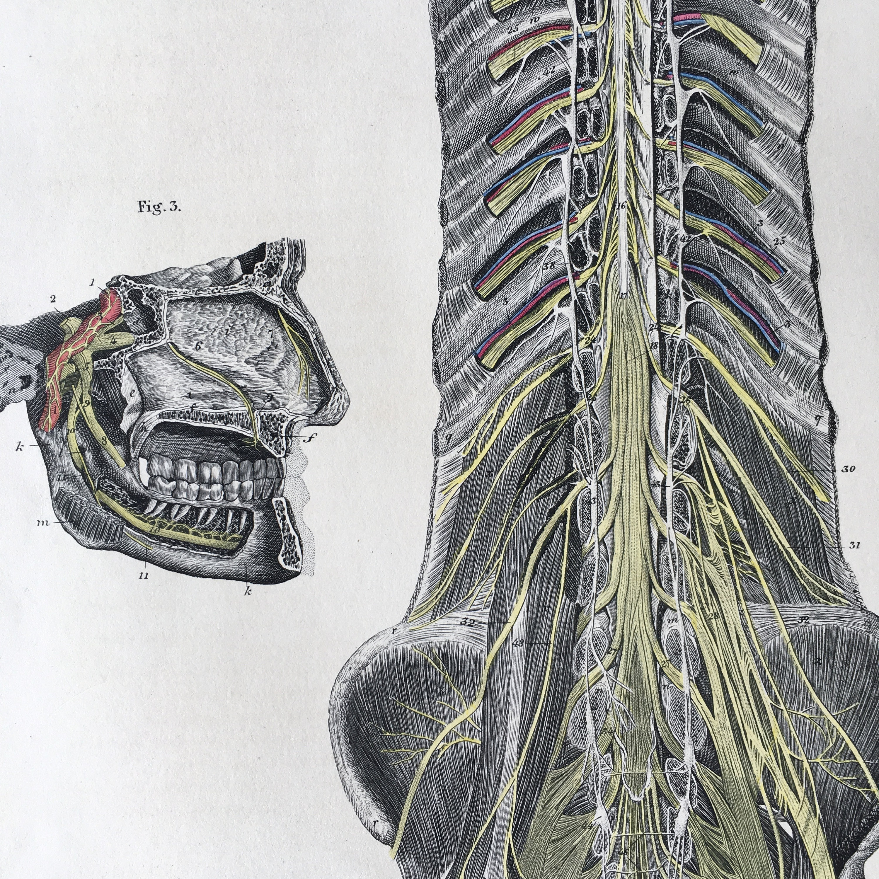 1871 Rare Medical Engraving, Human Brain Structure, Nervous System ...