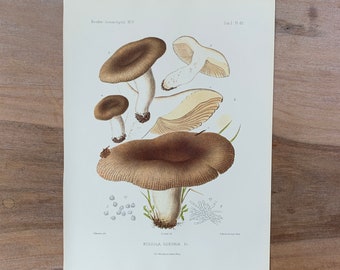 1905 Original Vintage Lithograph with Mushrooms, Russula mushroom, Mushroom Wall Art, Modern Farmhouse Kitchen Decor
