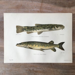 1904 Antique fish Lithograph, The Loach, The Pike Fish illustration, Vintage fish print, underwater world