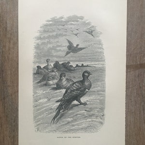 1878 Original Antique Lithograph with birds, Vintage Bird print