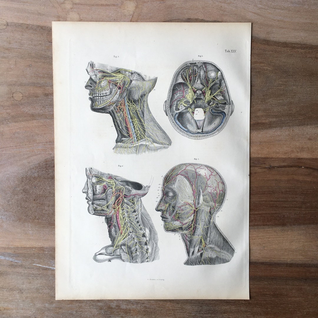 1871 Rare Medical Engraving, Human Brain Structure, Nervous System ...