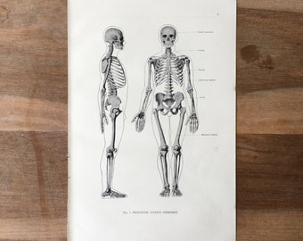 1962 Vintage Medical Print, Osteology Print, Human Body Print, Anatomy art print, Human Skeleton Print, structure of bones, Body Structure