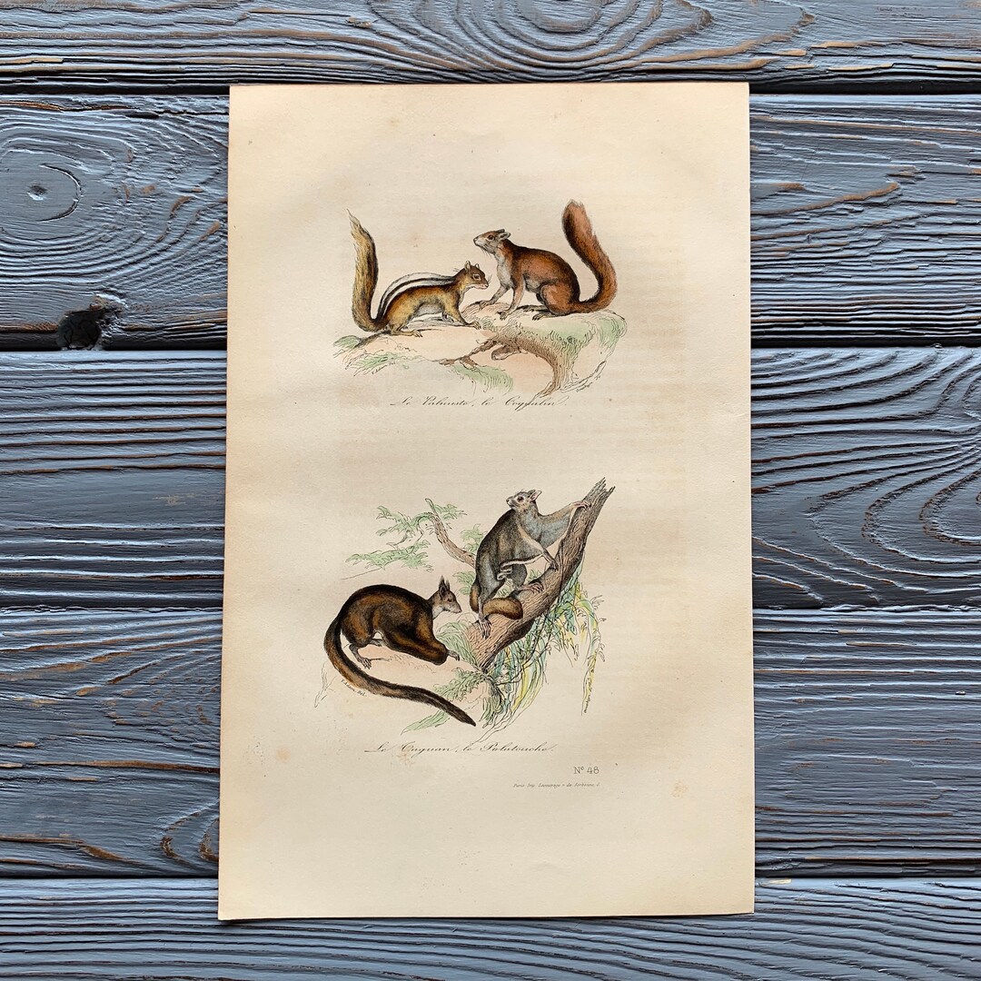 1853 Original Antique Animal Engraving With Palm Civet, Squirrel ...
