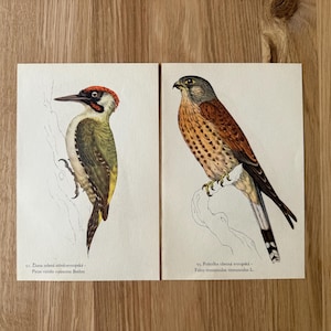 1938 Original Antique Lithograph Set of 2 with Great spotted woodpecker, Little owl, European green woodpecker, Kestrel