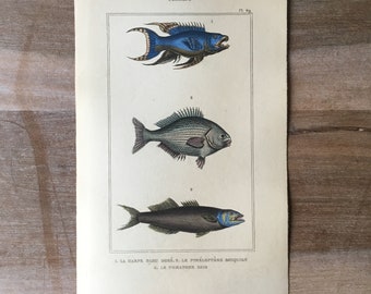 1835 Originaler antiker Fischstich mit elektrischem Blaustich, Blaufischdruck, Fischillustration