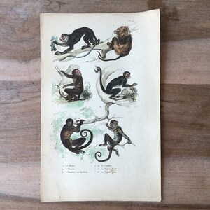 Op de afbeelding: Een antieke illustratie van zes verschillende apen in verschillende poses, gedrukt op een witte papieren achtergrond. De apen zijn afgebeeld in een natuurlijke omgeving, met bomen en takken. De illustratie is voorzien van de namen van de verschillende apen soorten in het Frans.