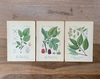 1882 Antikes Botanisches Lithographie-Set von 3 | Vintage Wasserpflanzen Drucke | Minimalistische botanische Illustrationen Wandkunst