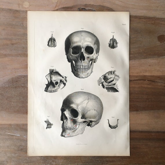Skull on book アクリル原画 Skeletons Art Print Original Gouache Painting Dreamy Night Sky
