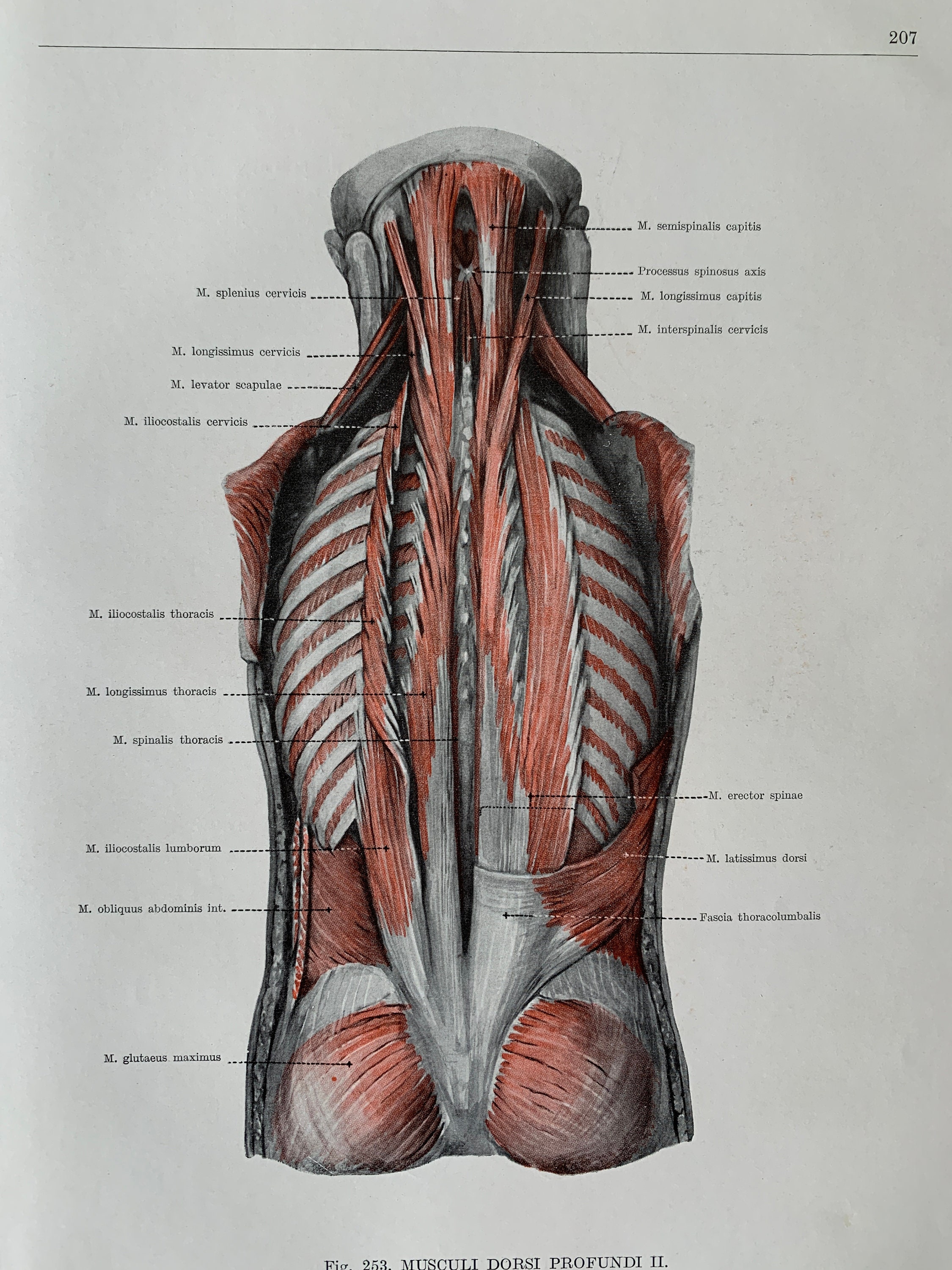 1962 Vintage menschliche Anatomie, Anatomiedruck - Rückenmuskulatur,  Myologie, medizinische Illustration - Etsy Österreich, image size:2250x3000