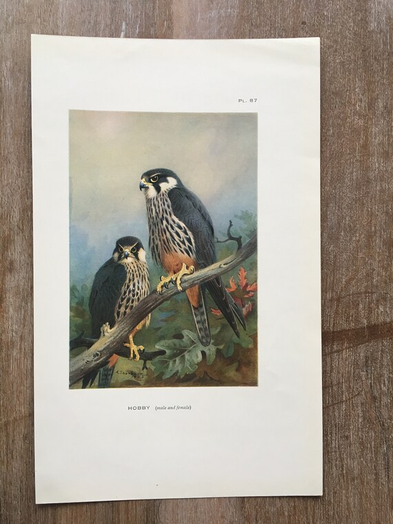 1925 Bird Original Antique Lithograph Hobby Falcon Vintage Bird Prints Antique Bird Print Antique Birds Wall Decor Bird Wall Art