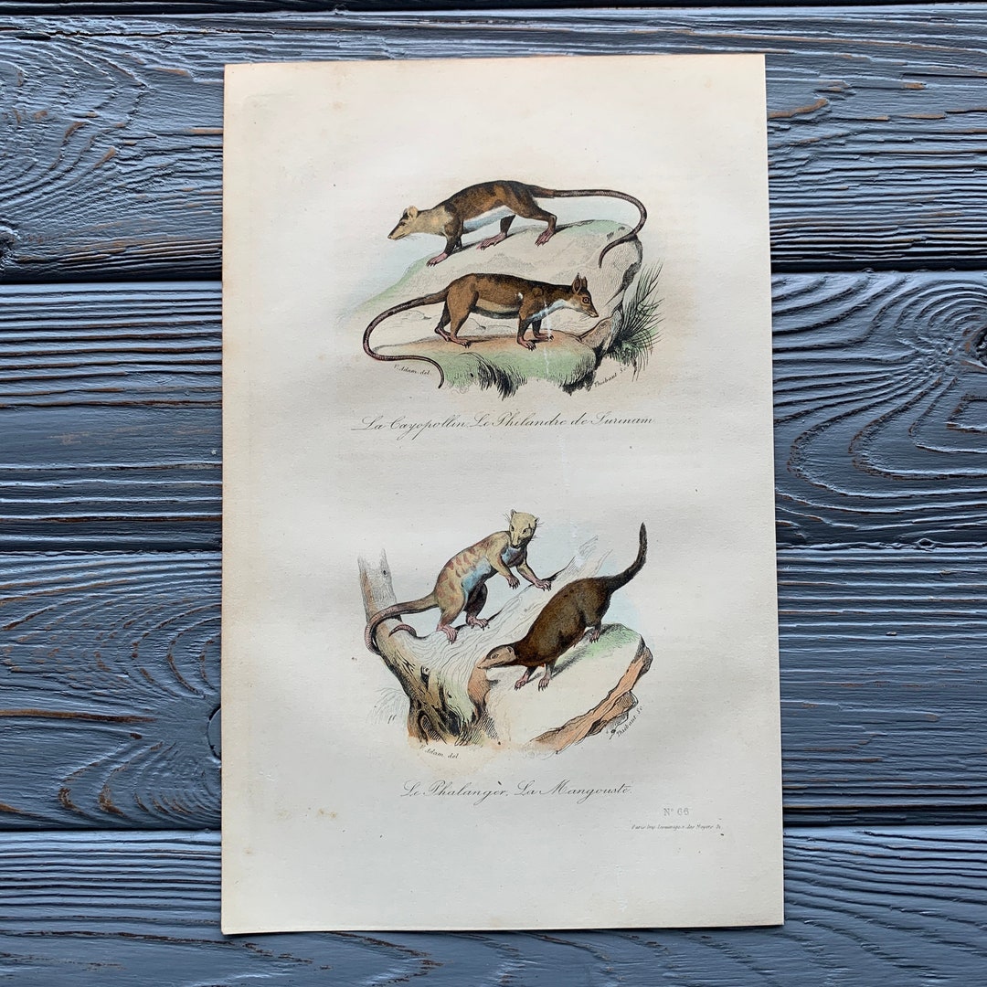 1853 Original Antique Animal Engraving With Sugar Glider, Mongoose ...
