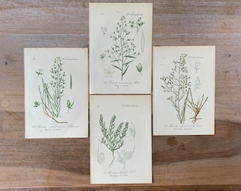 1882 Antikes Botanisches Lithographie-Set von 4 | Vintage-Blütenpflanzen-Drucke | Minimalistische botanische Illustrationen Wandkunst