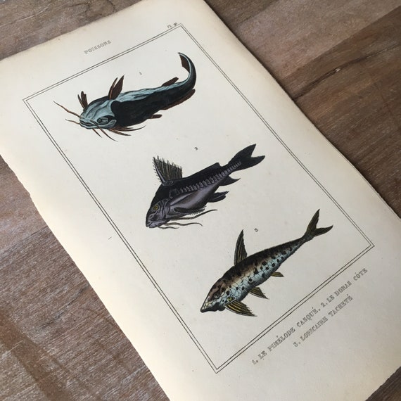 1835 Original Antique Fish Engraving, Striped Raphael Cat Fish, Catfish  Print, Vintage Fish Print, Fish Wall Decor, Underwater World Art 