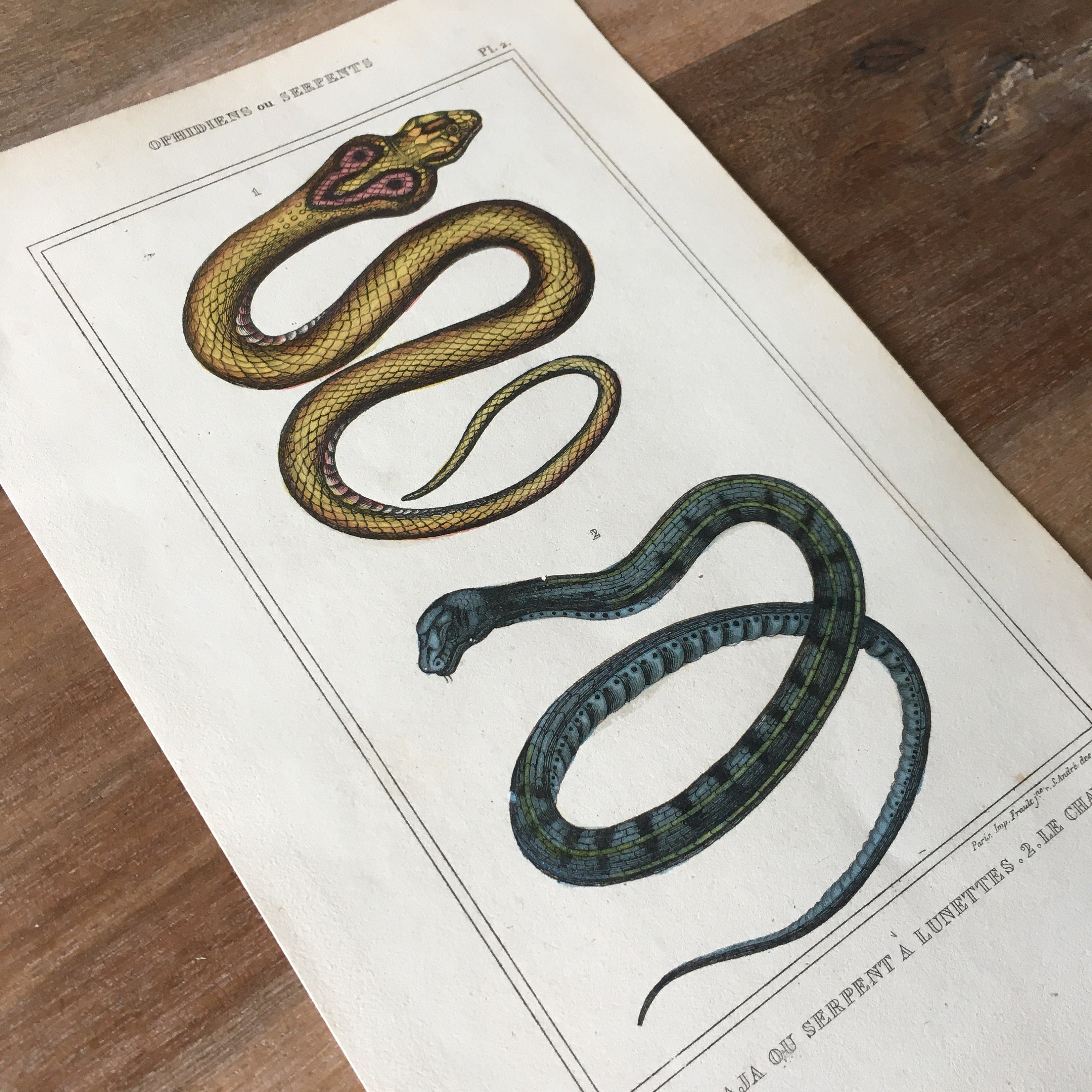 1840 Reptiles Engraving, Original Antique Snake Print, Spectacle