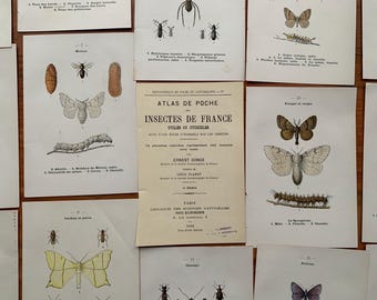 ca. 1903 MEGA-Set mit 17 Schmetterlingen, Insekten, Käfern, Fliegen, Motten, Spinnen und Raupen