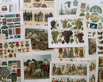 Um 1895 entstandener MEGA-Satz von 337 farbigen und schwarzweißen Lithografien aus der deutschen botanischen Enzyklopädie: Menschen, Medizin, Vögel, Karten, technische Informationen, Insekten und Pflanzen.