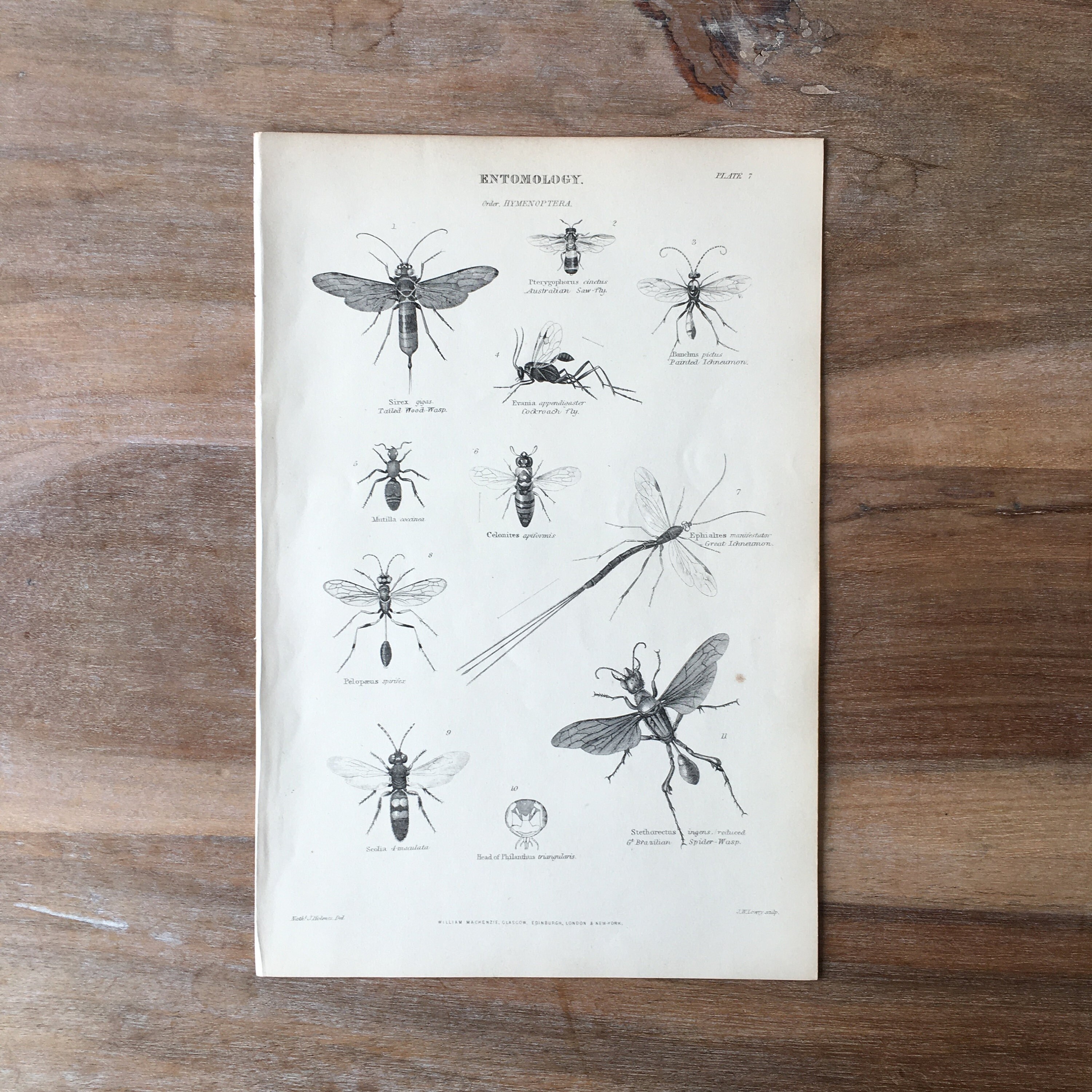 美麗　ツチバチ　ペア　ペレン島　標本 美麗 ツチバチ ペア ペレン島 標本 美麗 ツチバチ ペア ペレン島 標本