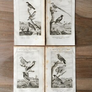1835 Original Antique Lithographs with birds, Bearded Bellbird, cock-of-the-rock illustration, Bird prints set of 4