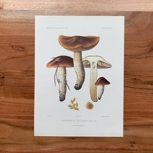 May include: A vintage botanical print featuring detailed illustrations of several mushrooms. The mushrooms have brown caps and white or tan stems. The print includes scientific labels and is set against a white background.