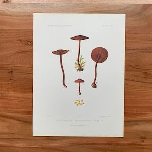 May include: An antique botanical print featuring detailed illustrations of several mushrooms. The mushrooms are depicted in shades of brown and red, with intricate details of their caps, stems, and gills. The print includes scientific labels and is set against a white background.