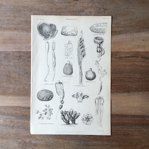 May include: A black and white scientific illustration of various mollusks. The image is labeled "Mollusca, Plate 6" and includes the scientific names of each mollusk.