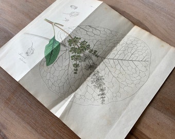 1835 Antique Botanical print Rumex alpinus, monk's rhubarb print, Munk's rhubarb print, Alpine dock print, Minimalist botanical prints