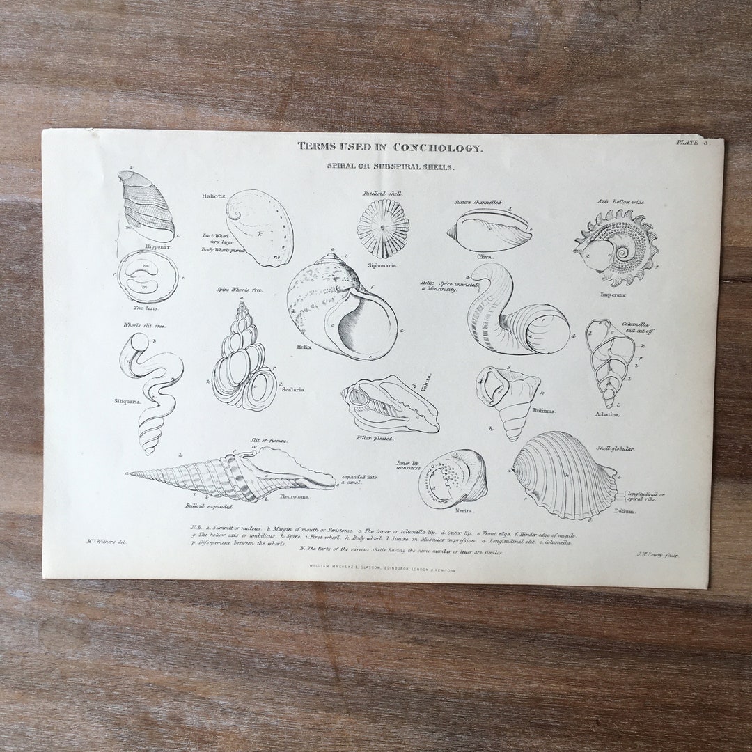 1865 Original Antique Mollusc Engraving, Conchology Print, Crustacean ...