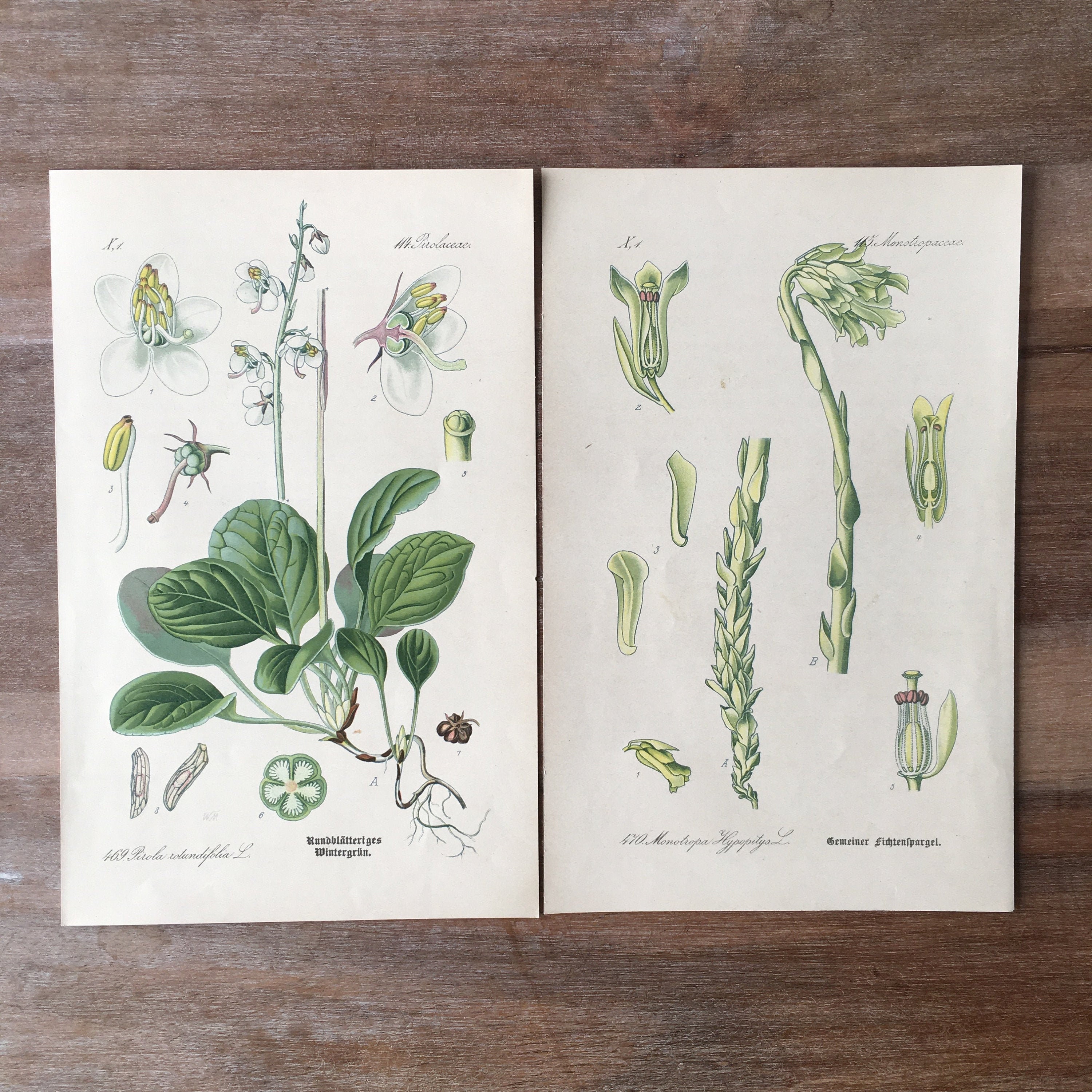 ビンテージ植物図鑑リトグラフ il_fullxfull.2862027784_478f.jpg