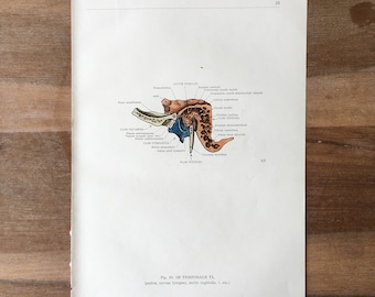 Impressão médica vintage de 1962, impressão de osteologia, impressão de corpo humano, impressão de arte de anatomia, impressão de esqueleto humano, estrutura de ossos, osso temporal