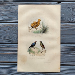 1853 Gravure antique originale d’oiseau avec coq guyanais, illustration d’oiseau vintage, colorée à la main, 6x10 pouces