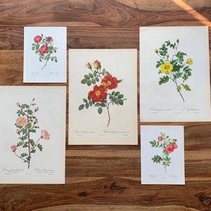 1954-1963 Original Antique botanical prints | Gallery Wall Set of 5 | Vintage rose illustration