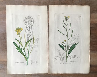 1835 Antike botanische Gravur 2er-Set, minimalistische botanische Drucke, Feldblumen-Illustrationen