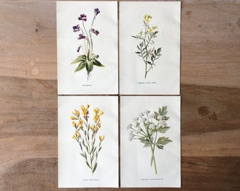 1902 Original Botanical Antique Chromolithograph set of 4 with dyer greenweed, butterwort, hemlock dropwort, yellow cress, Minimalist Prints