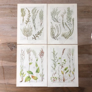 1912 Lithographie antique botanique originale ensemble de 4 avec Dock Print, Bassia scoparia, Salsola Print, imprimés botaniques minimalistes