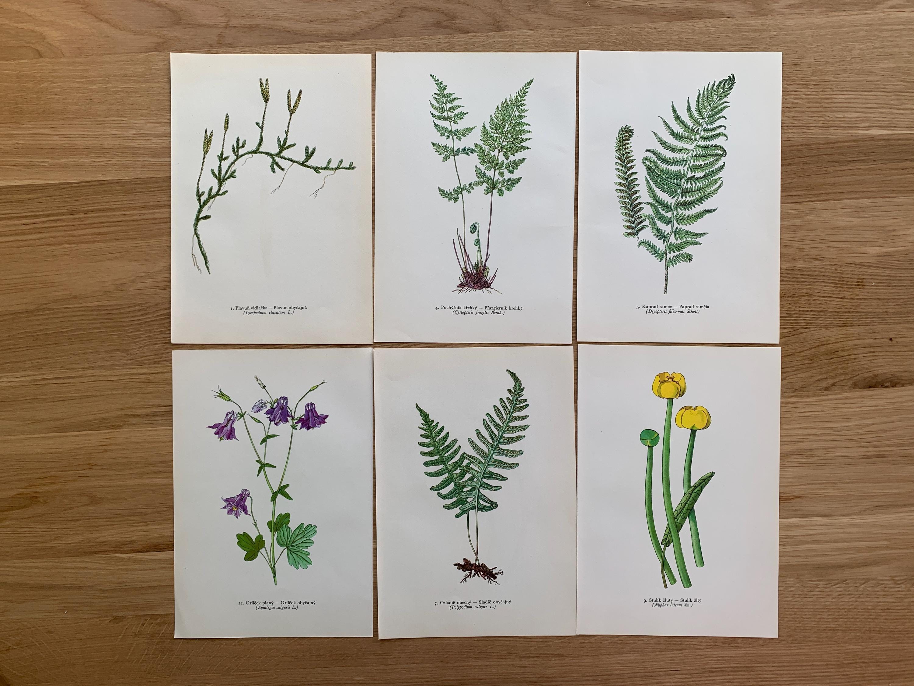 Field Horsetail Seeds - Etsy