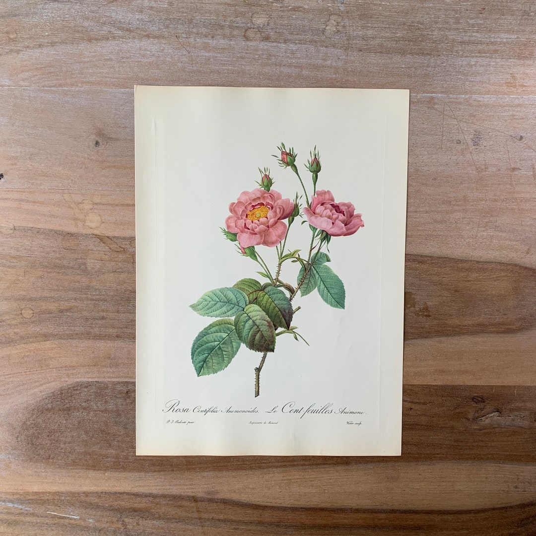 1954 Vintage Pink Wild Roses Print | Modern Farmhouse