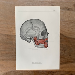 Può includere: Illustrazione anatomica di un cranio umano di profilo, con dettagliate raffigurazioni dei muscoli facciali in rosso. Il disegno in scala di grigi è su carta bianca con testo in basso. La carta è su una superficie di legno.
