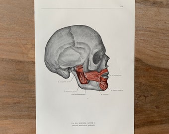 1962 Vintage Medical Print, Muscles of head, Myologia Print, Human Body Print, Anatomy art print, Human Skull Print, Muscles Structure