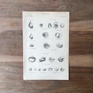 May include: A black and white illustration of various seashells. The image is from a book titled "Mollusca" and includes the scientific names of each shell.