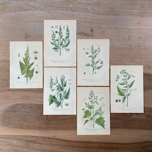 1882 Antique Botanical Lithograph Set of 6 | Vintage Medicinal Plants Prints | Minimalist Botanical Illustrations Wall Art