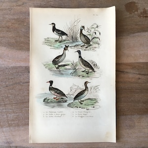 1835 Original Antique Bird Engraving with Grebe Illustration, Vintage Bird Print