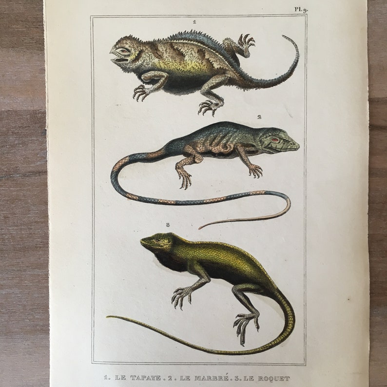 Anolis Cepedii Tapaye Lizard Original antique lizard print 1835 Reptiles engraving Marbled Lizard reptiles wall decor