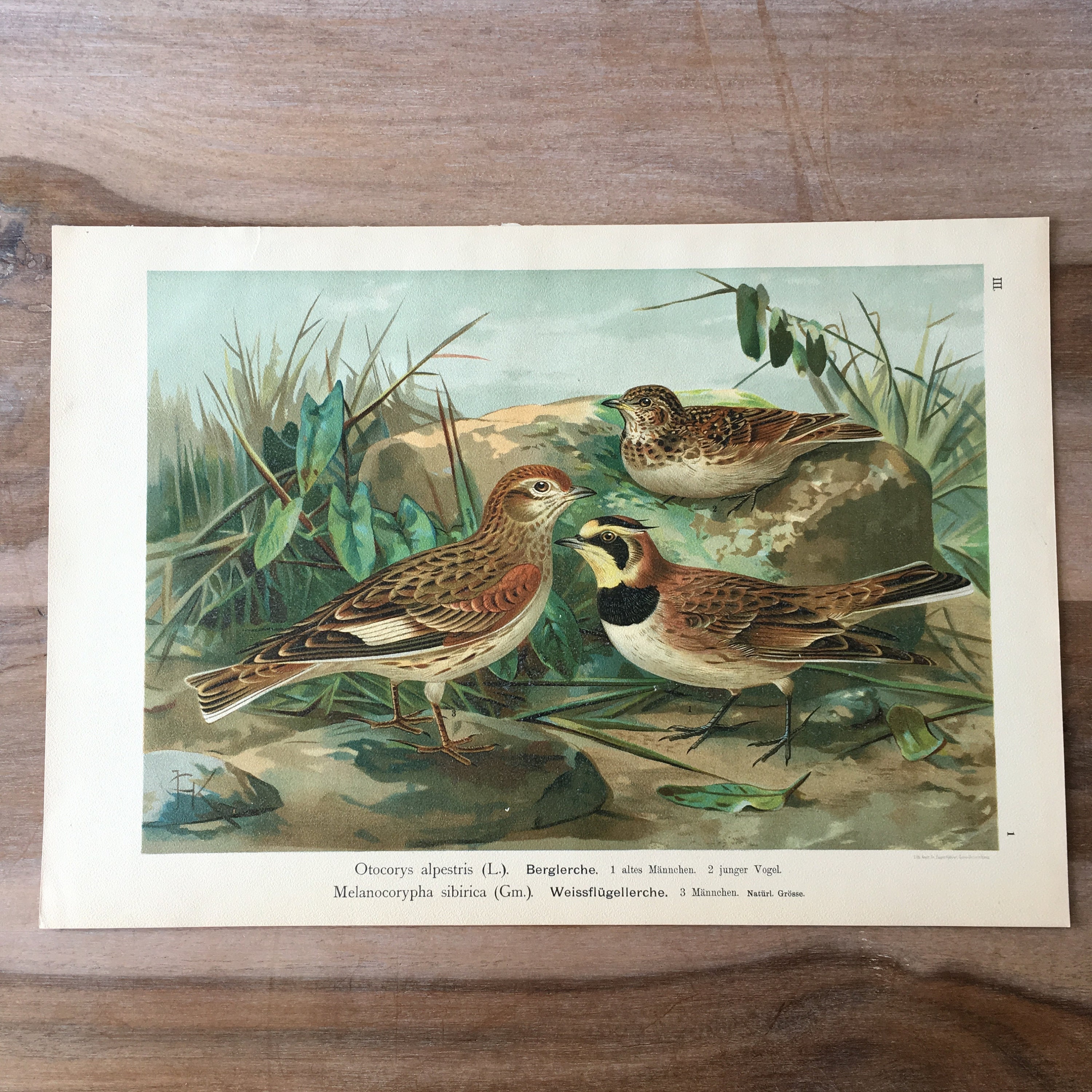 1897年オリジナルのアンティーククロモリトグラフ、鳥、ツノヒバリの