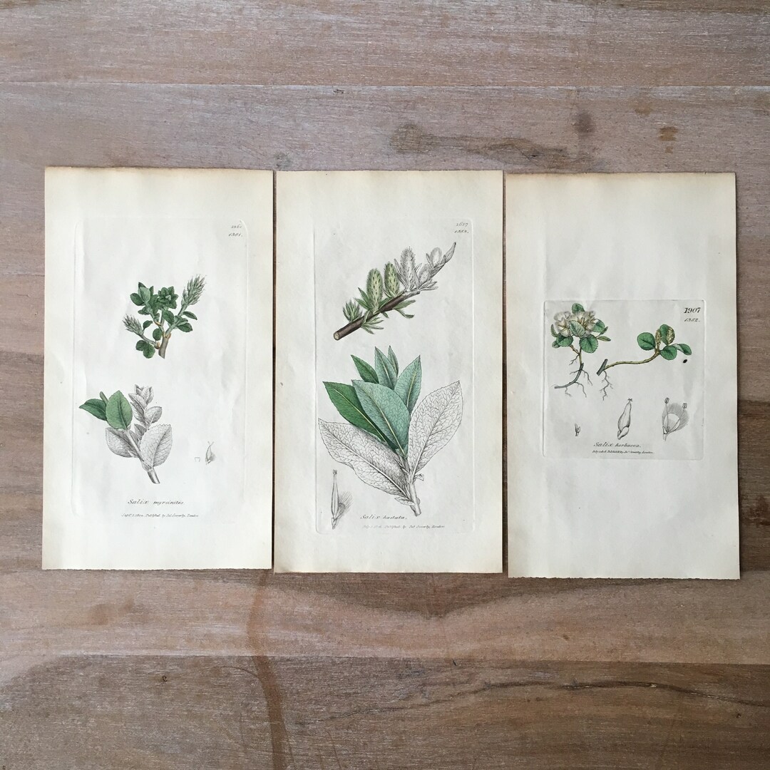 1835 Antique Botanical Prints Set of 3, Minimalist Botanical Engraving ...