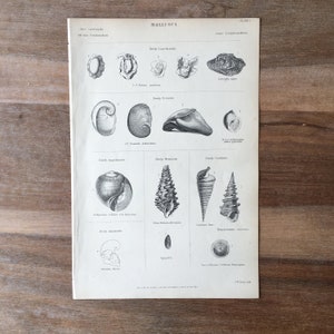 Op de afbeelding: Een zwart-witte illustratie van verschillende schelpen van weekdieren, waaronder een Patella vulgata, een Littorina littorea, een Trochus magus, een Crepidula fornicata, een Dentalium entalis, een Fissurella graeca, een Turbo rugosus, een Gibbula umbilicalis, een Rissoa parva, een Turritella terebra, een Nassa mutabilis, een Buccinum undatum, een Murex brandaris, een Purpura lapillus, een Conus mediterraneus, een Cypræa europea, een Trivia monacha, een Limax maximus en een Helix pomatia. De illustratie is afkomstig uit een boek getiteld "Mollusca".