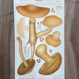 1915 Original Antique Botanical Mushrooms with poison pie, Mushroom pholiota print