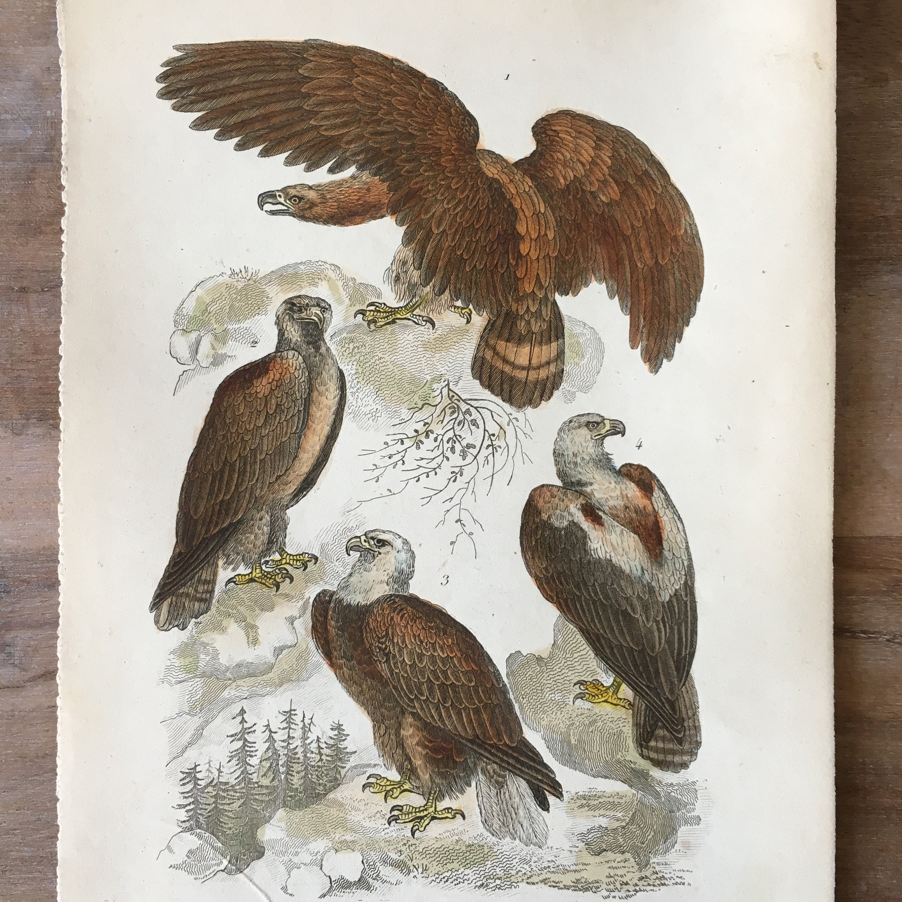 1835 Original Antique Bird Engraving, Great Eagle, White Eagle