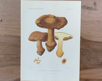 1905 Original Vintage Lithograph with Mushrooms, cortinarius turbinatus, Mushroom Wall Art, Modern Farmhouse Kitchen Decor